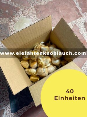 40 Einheiten Elefantenknoblauch